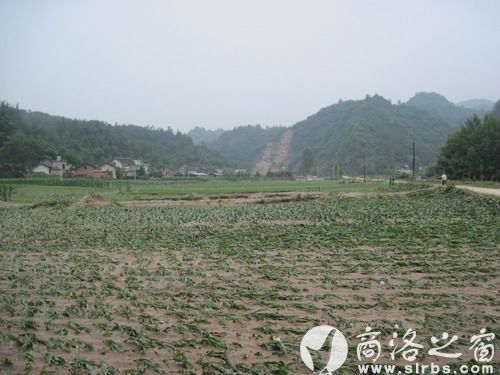 農(nóng)作物受災(zāi)920公頃，其中：絕收210公頃，水毀河堤72公里、耕地210公頃，灌渠24公里，自來(lái)水管線180公里。圖為趙