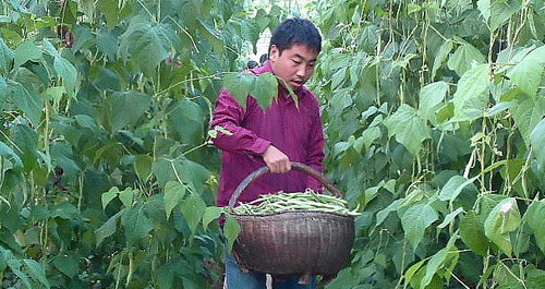 大學(xué)生為實(shí)現(xiàn)創(chuàng)業(yè)夢 種植大棚菜喜獲豐收