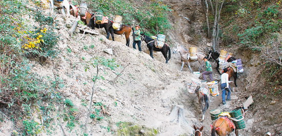 牛背梁山訪騾幫