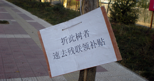 廣場(chǎng)樹(shù)木成舒筋展骨器材