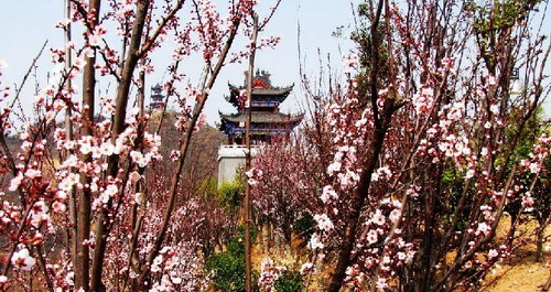 龜山賞花正當(dāng)時！