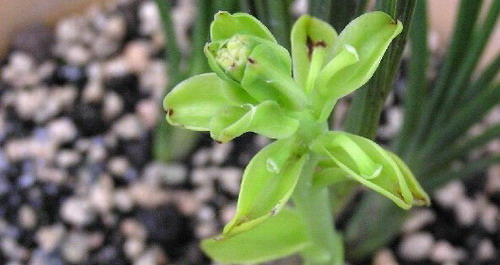 價值千萬名貴精品蘭花即將亮相金絲峽