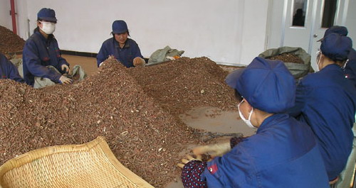 近年我市大力發(fā)展中藥材產(chǎn)業(yè)