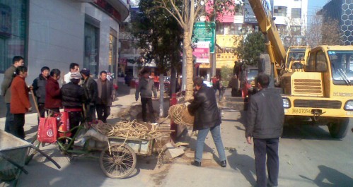 我市積極實(shí)施工農(nóng)路行道綠化改造提升工程