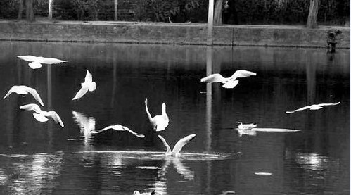 商州蓮湖公園群鳥惹爭議 不是海鷗不是白鷺原來是白鶴