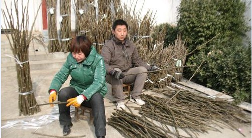 商洛國家級核桃良種基地進入采穗期