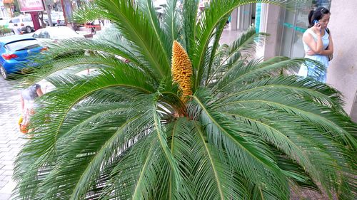 市區(qū)一株鐵樹開了花