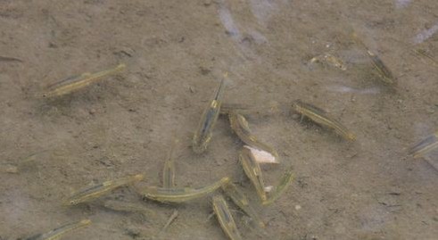 丹江源頭魚悠然