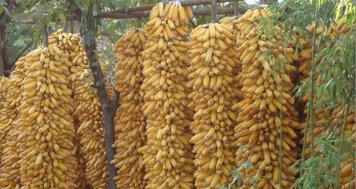 農(nóng)家院落玉米香