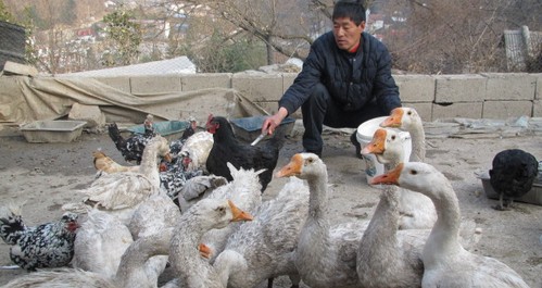 商洛特種養(yǎng)殖成農(nóng)民增收新渠道