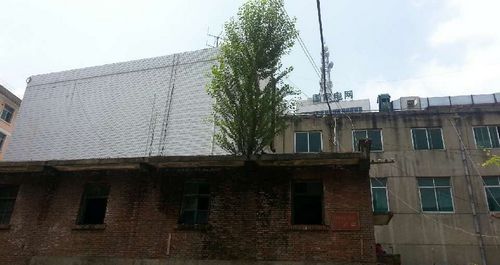 商洛:廢棄樓頂長(zhǎng)出大楊樹(shù)