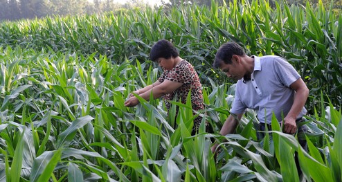 商洛:搶抓農(nóng)時(shí)防蟲害