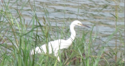 鶴城環(huán)境好 白鷺訪丹江