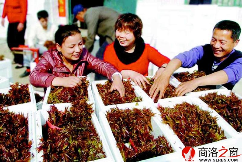 在我市的各個(gè)菜市場(chǎng)里，香椿芽被擺在了顯著位置。