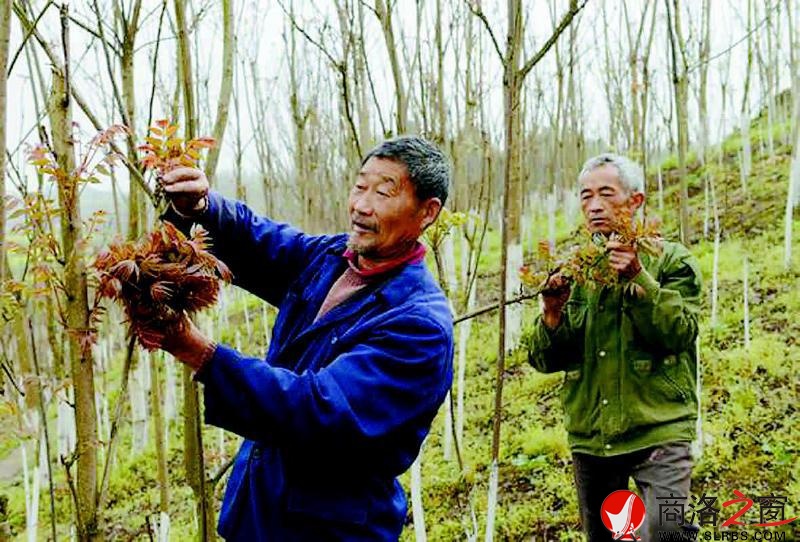 商洛峰綠晟生態(tài)農(nóng)業(yè)公司發(fā)展的矮化香椿園