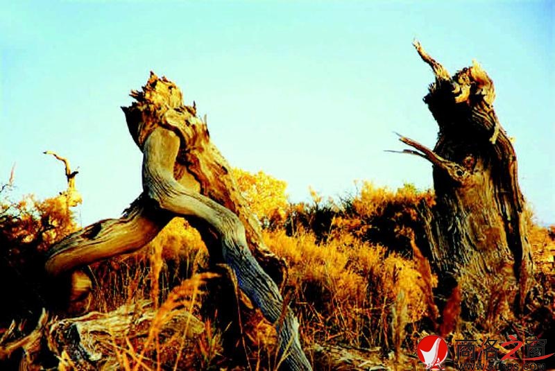 志存高遠(yuǎn) 青春無悔