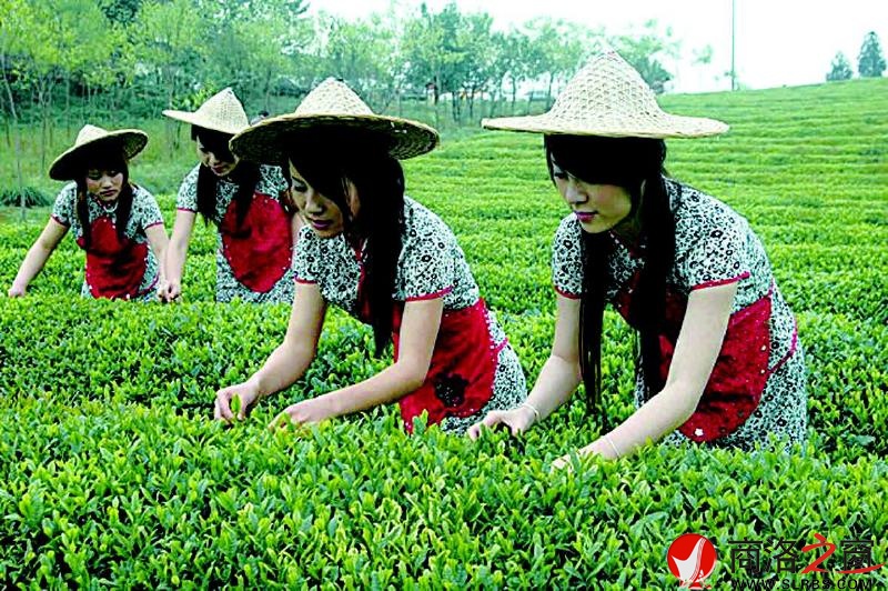 我市綠色產(chǎn)業(yè)快速發(fā)展，已成為全市的骨干產(chǎn)業(yè)。圖為商南采茶女采春茶。