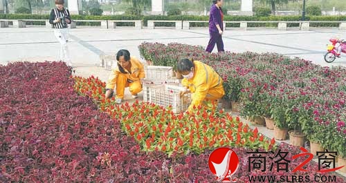 我市在市區(qū)主街道擺放花卉慶祝國慶