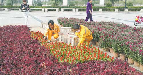 我市在市區(qū)主街道擺放花卉慶祝國(guó)慶