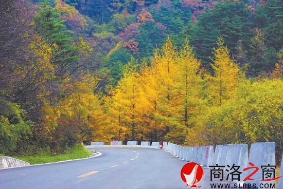 深秋時(shí)節(jié)，行駛在秦嶺深處的101省道上，如畫風(fēng)景令人醉。