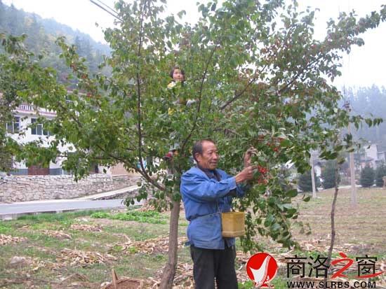 盤(pán)龍寺村老李和孫女在采收山茱萸