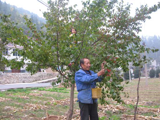 只有老人和小孩的秋收