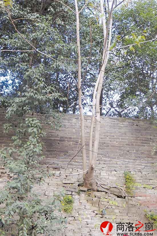 城墻上長滿了雜草樹木，發(fā)達的根系使城磚之間露出明顯的間隙。