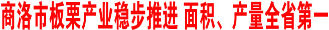 商洛市板栗產(chǎn)業(yè)穩(wěn)步推進(jìn) 面積、產(chǎn)量全省第一