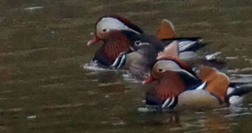 野生鴛鴦現(xiàn)身金錢河