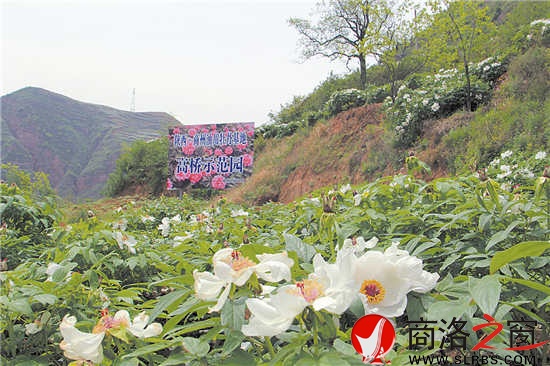 商州區(qū)夜村鎮(zhèn)高橋村油用牡丹基地