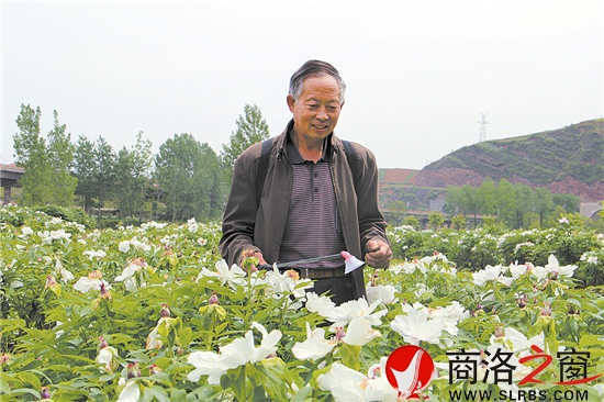 何長命正在對牡丹花進(jìn)行科管