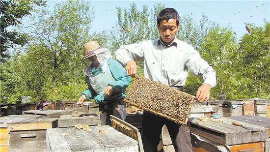 商洛生態(tài)好 引來養(yǎng)蜂人
