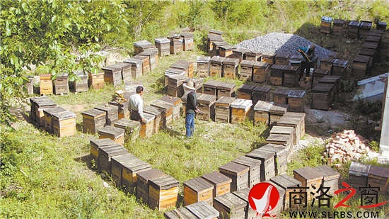 朱曉冬安扎在商州麻街的養(yǎng)蜂場(chǎng)
