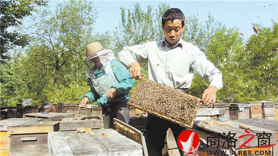 每天早晨，朱曉冬都會(huì)給蜜蜂做例行檢查。
