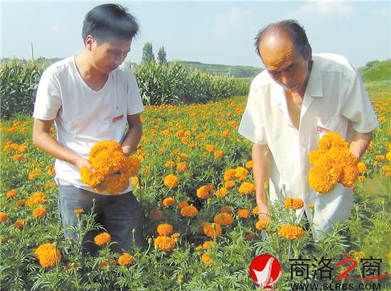 洛南四皓農(nóng)牧站站長劉衛(wèi)鋒（左）冒著酷暑深入田間幫助農(nóng)戶采收萬壽菊
