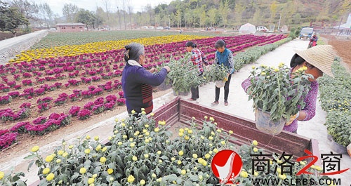 10月5日，商州區(qū)腰市寇村村民在陜西天琦生態(tài)農(nóng)科園植菊。該農(nóng)科園是區(qū)政府今年西洽會上引資項目，占地2300畝，集觀賞藥源