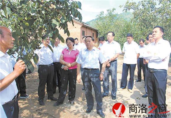 市上領(lǐng)導(dǎo)在商州區(qū)沙河子鎮(zhèn)核桃大戶李奇的核桃園調(diào)研。大家對(duì)核桃產(chǎn)業(yè)前所未有的關(guān)注以及全市核桃產(chǎn)業(yè)大會(huì)的召開，吹響了全市核桃產(chǎn)業(yè)進(jìn)一步大發(fā)展的集結(jié)號(hào)。