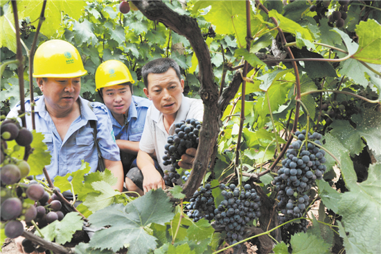 黑溝河的葡萄熟了