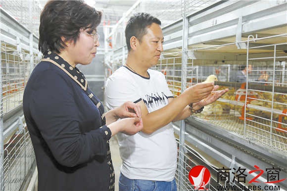 張丹英到棣花鎮(zhèn)中坪村養(yǎng)殖戶李文存的現(xiàn)代化養(yǎng)殖大棚中察看雞苗生長情況。（趙有良 攝）