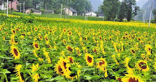 萬畝葵花美如畫