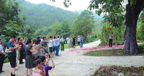 商洛核桃開桿收果