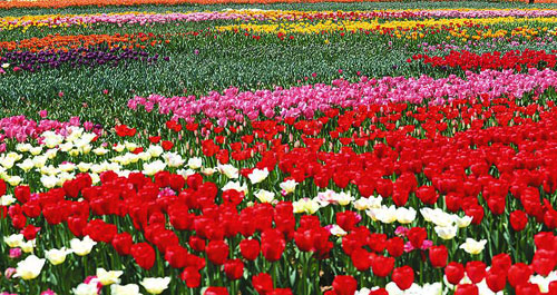 玫瑰小鎮(zhèn)郁金香