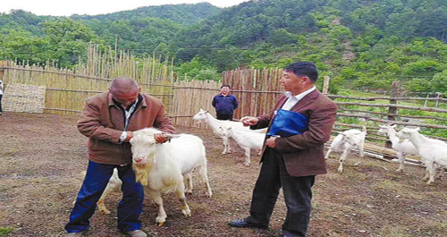 專家為貧困養(yǎng)殖戶開展培訓(xùn)