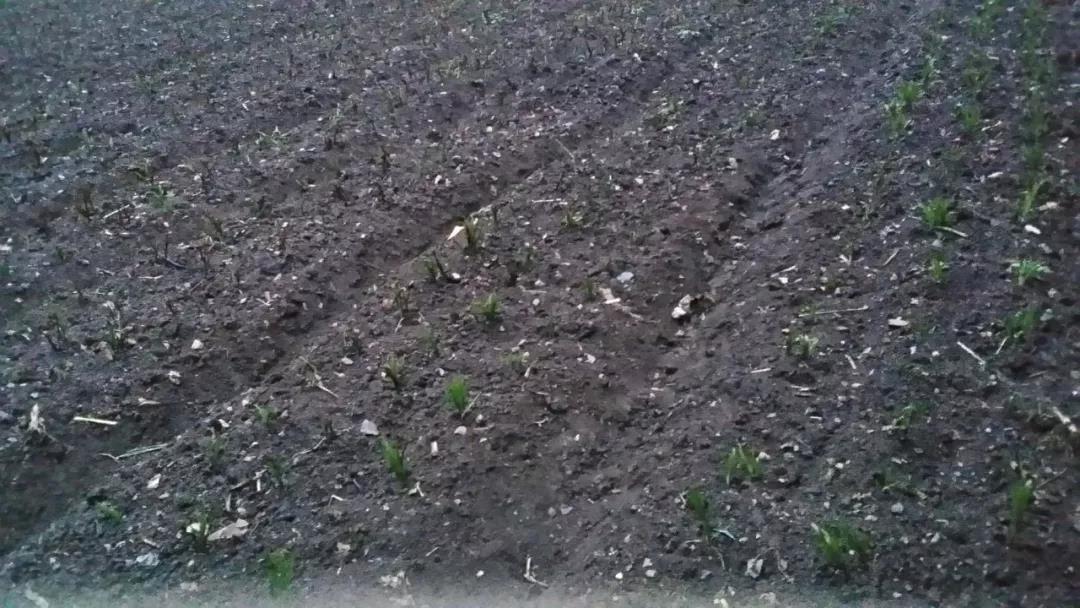 4一顆顆破土而出的中藥幼苗，為龍泉寺村帶來了新希望.jpg