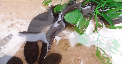 丹鳳縣舉辦武關(guān)河省級(jí)自然保護(hù)區(qū)大鯢暨魚(yú)類放流儀式