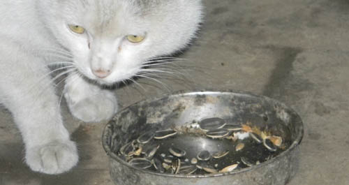 小貓嗑瓜子 逗樂村里人