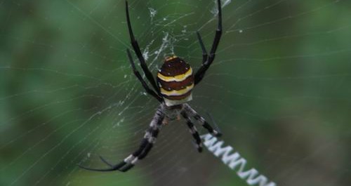 蜘蛛織網(wǎng)象英文