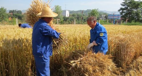 市農(nóng)科所在小麥良種試驗(yàn)田里搶收小麥
