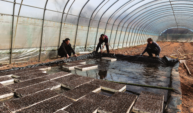 王澗村搶抓農(nóng)時(shí)開(kāi)展辣椒育苗