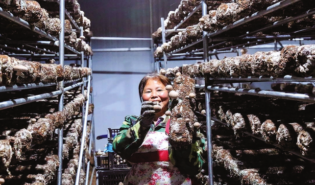 花瓶子鎮(zhèn)特色產(chǎn)業(yè)多點開花